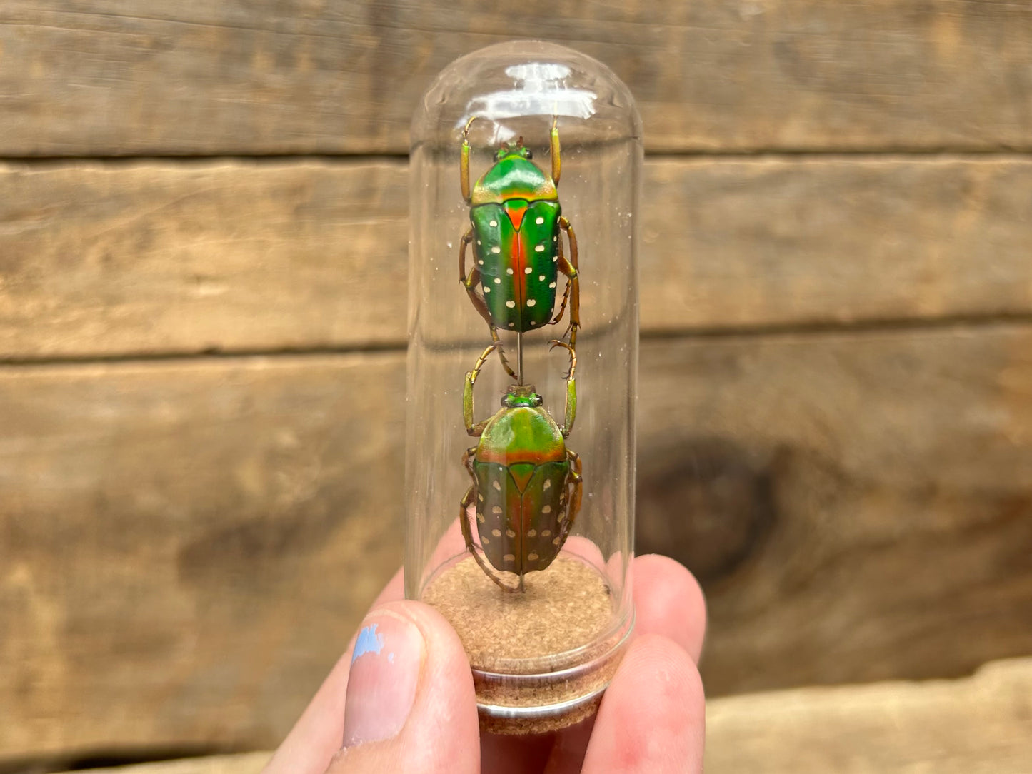 Spotted Flower Beetle Display