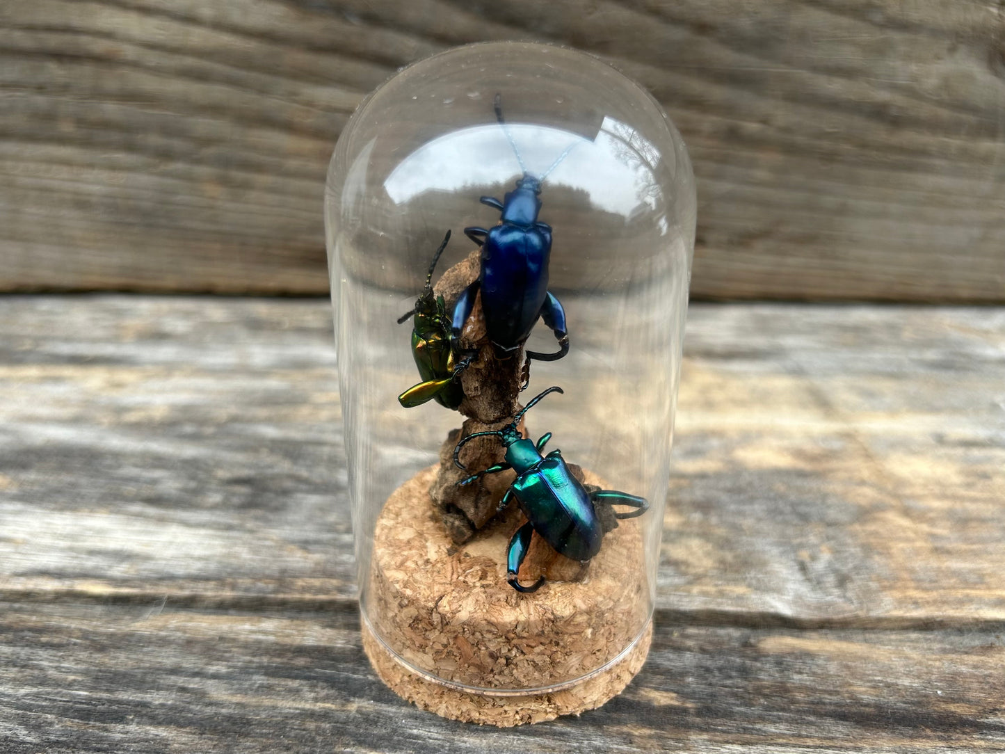 Sagra Beetle Display