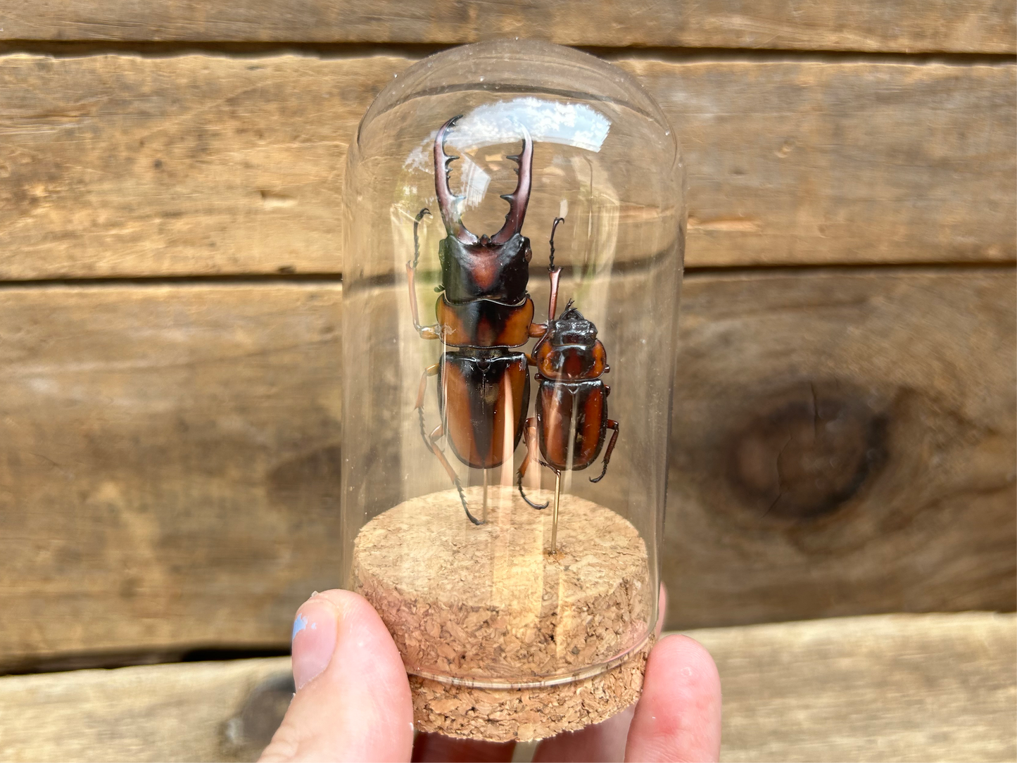 Stag Beetle Display (Male & Female)