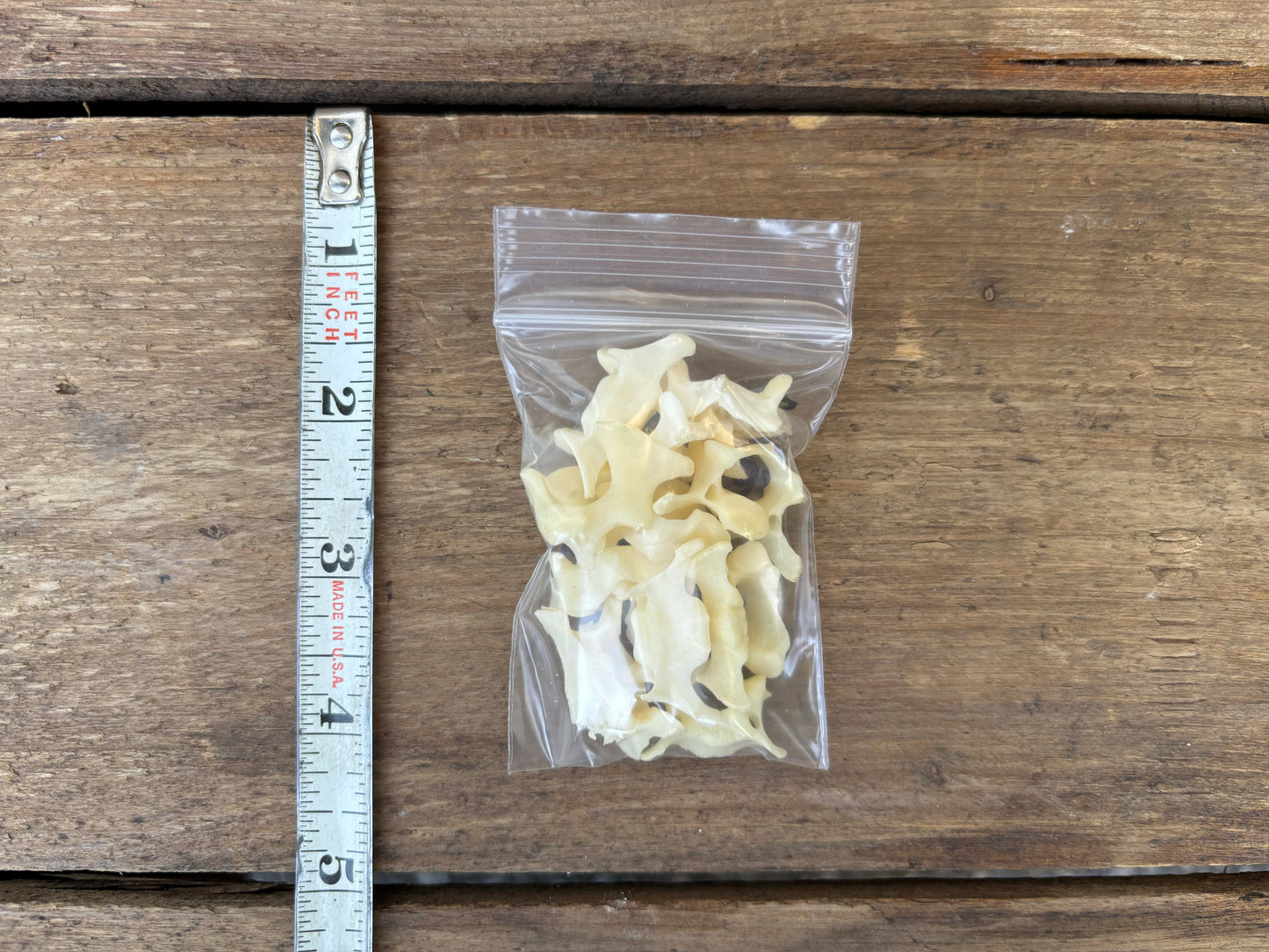Assorted Vertebrae - Small