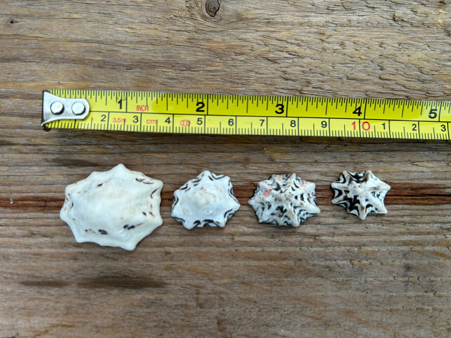 Star Limpet