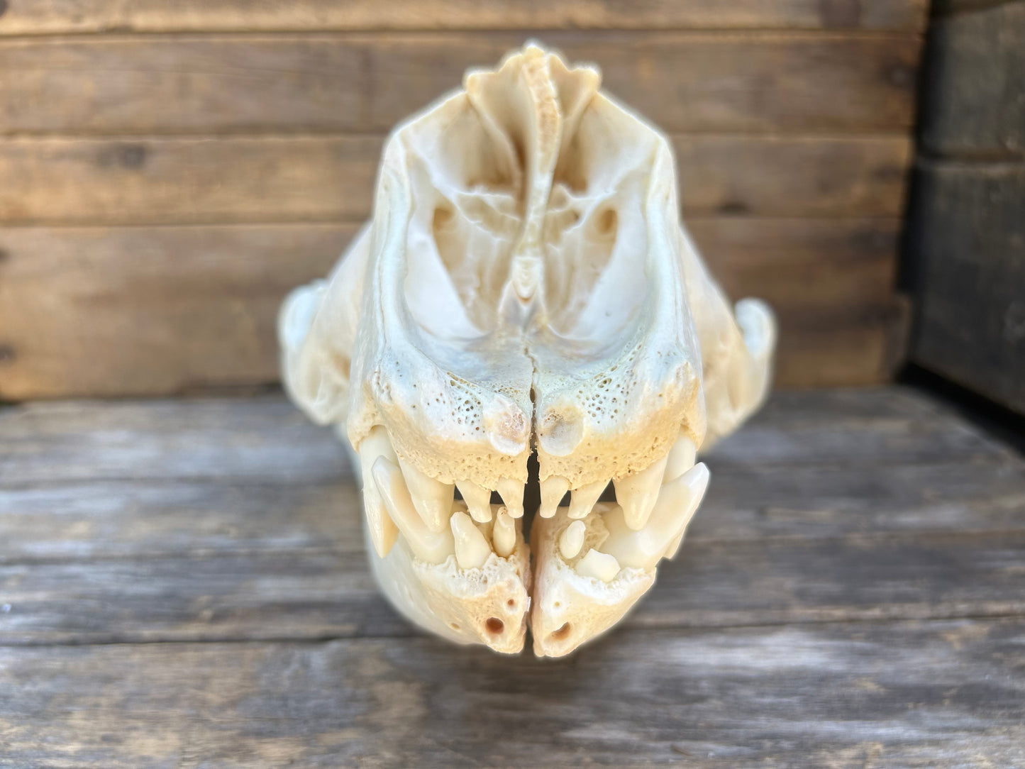 Grey Seal Skull