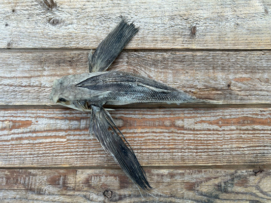 Flying Gurnard
