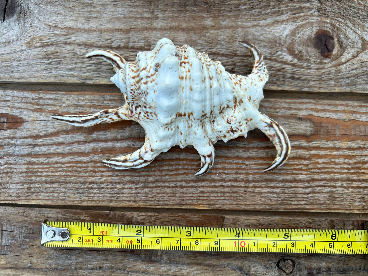 Spider Conch