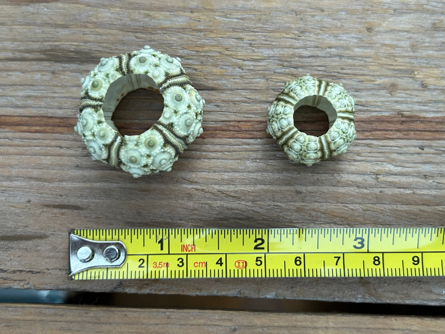 Green Knobby Sea Urchin