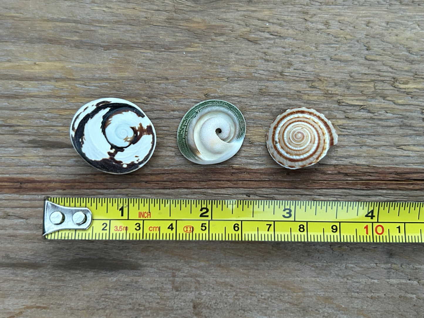 Operculum