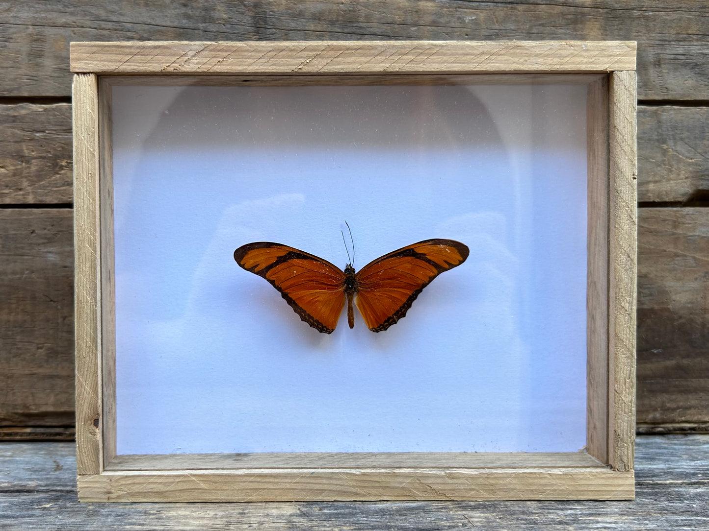 Framed Butterfly
