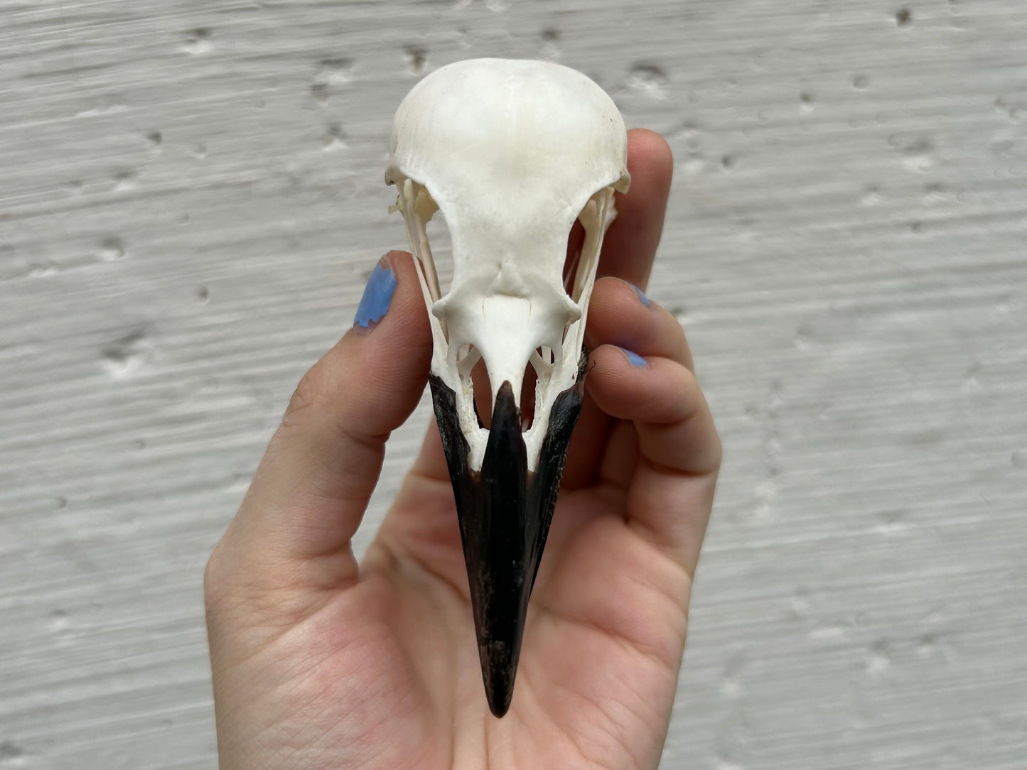 Carrion Crow Skull