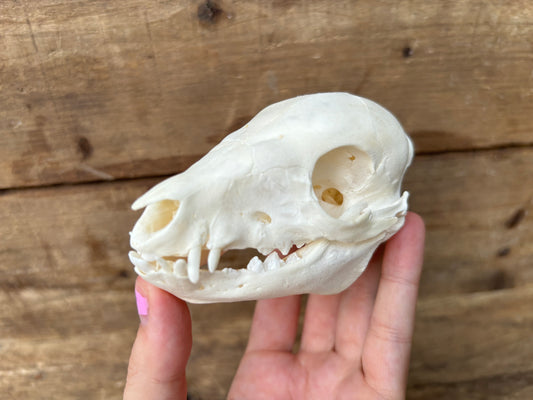 Fetal Pig Skull A Grade