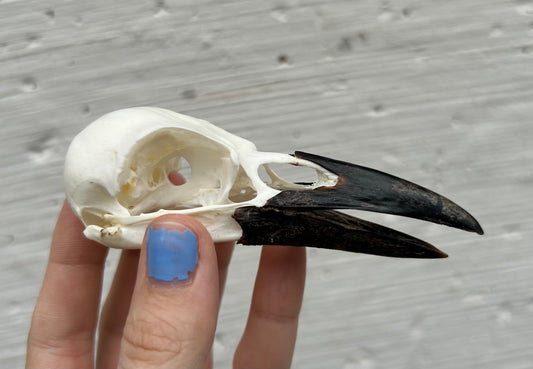 Carrion Crow Skull