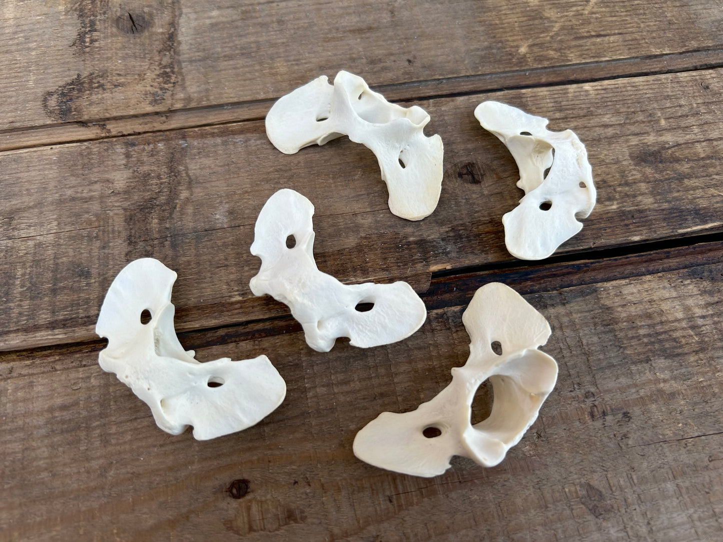 Coyote Atlas Bone x 5