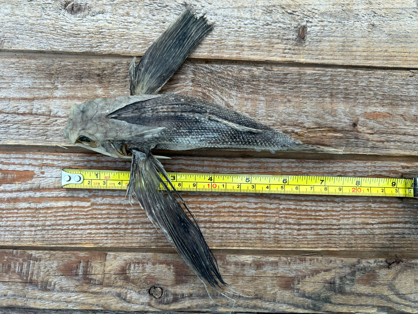 Flying Gurnard