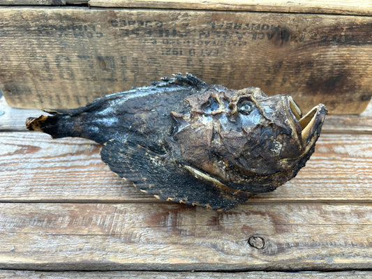 Stonefish