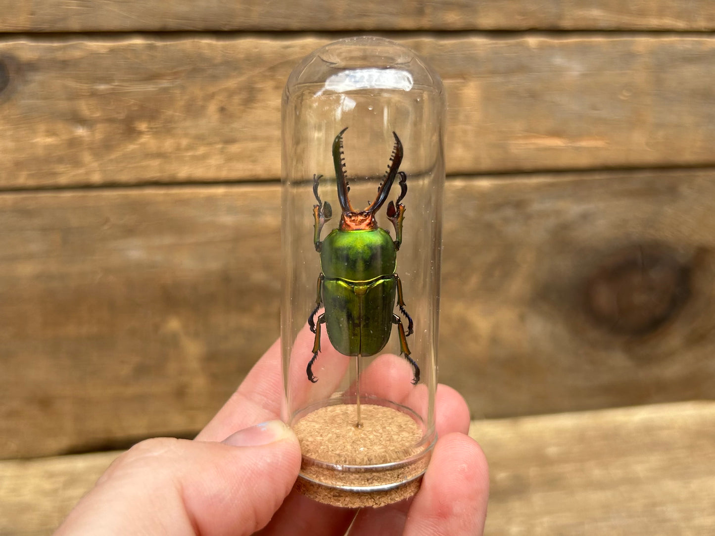 New Guinea Stag Beetle Display