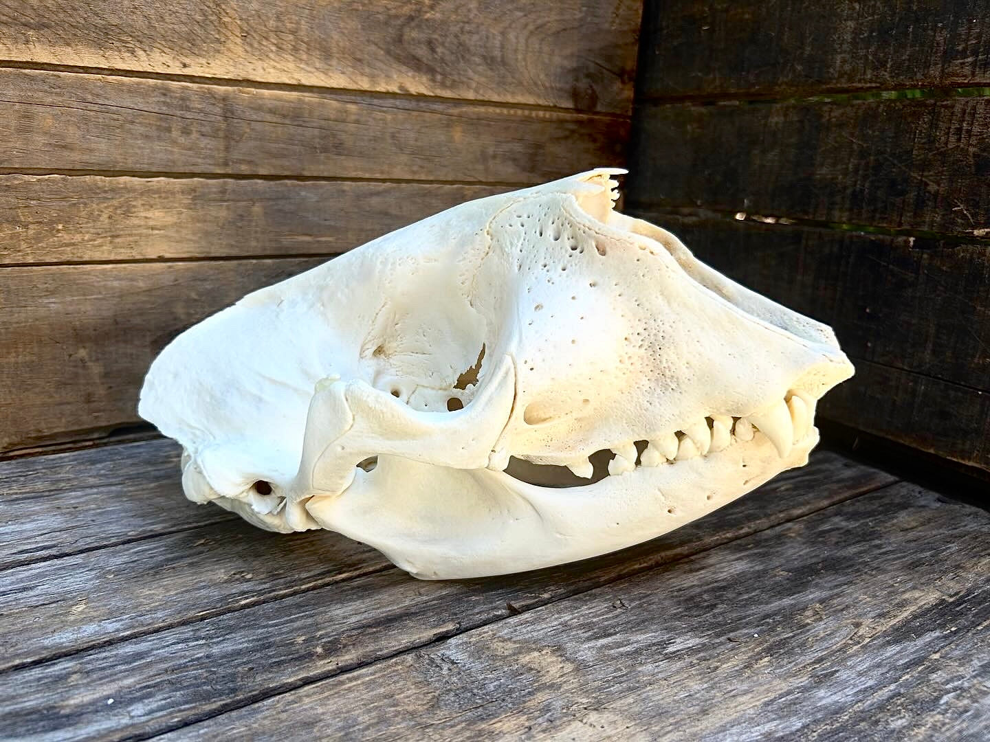 Grey Seal Skull