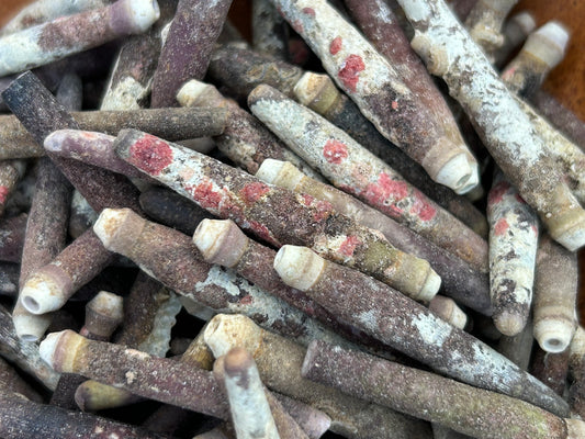 Pencil Urchin Spine