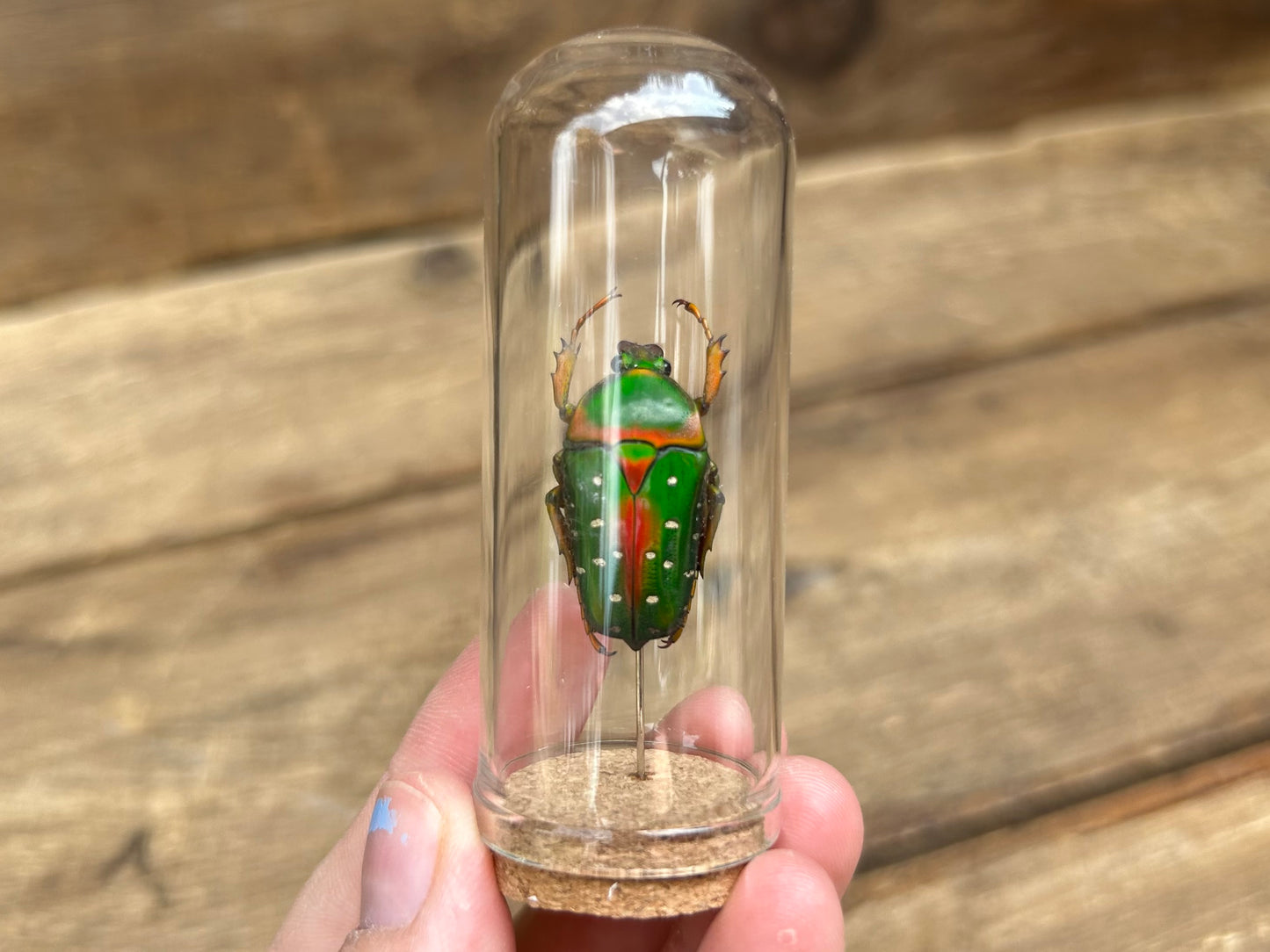 Spotted Flower Beetle Display