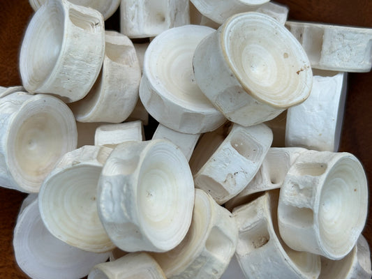 Blue Shark Vertebrae