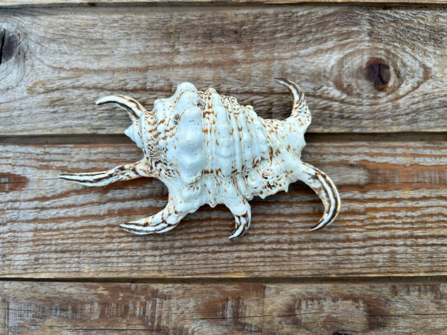 Spider Conch