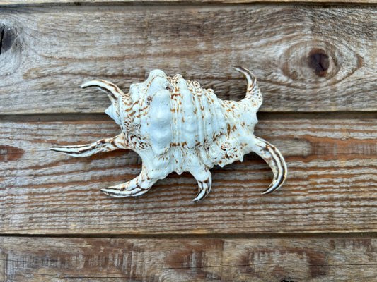 Spider Conch