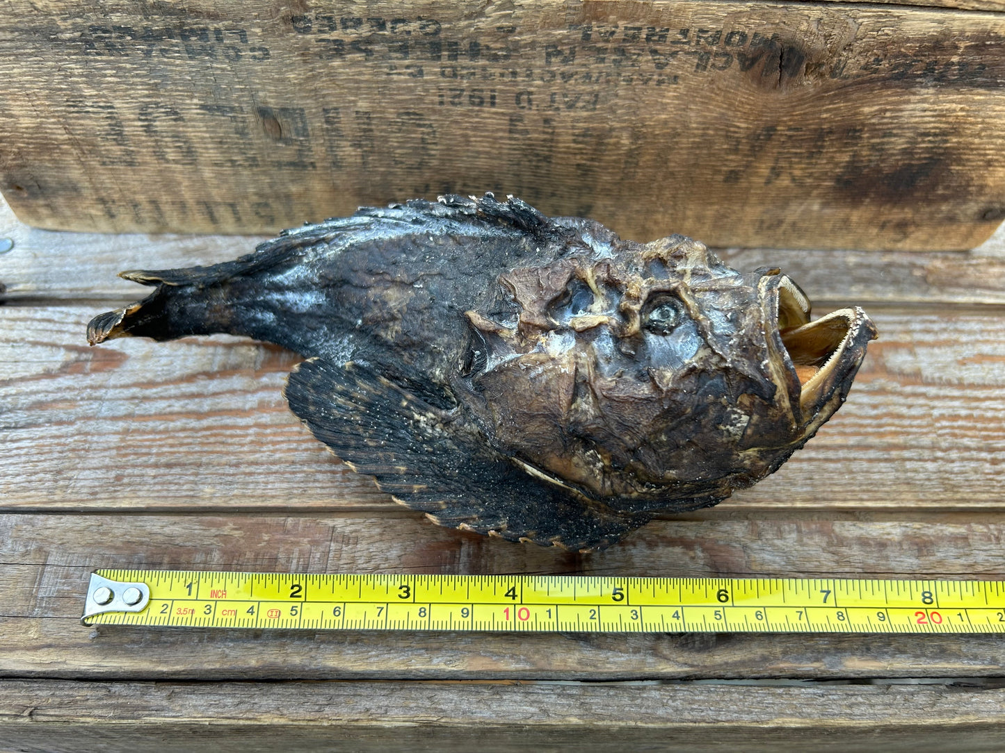 Stonefish