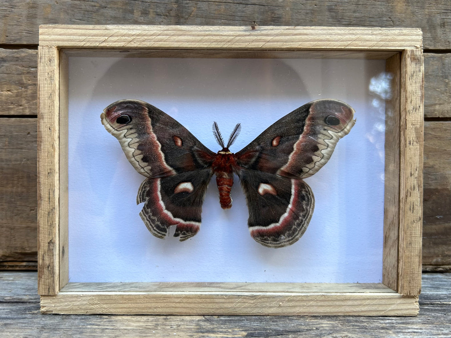 Framed Cecropia Moth