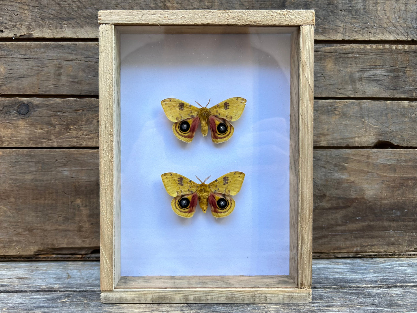 Framed Io Moths