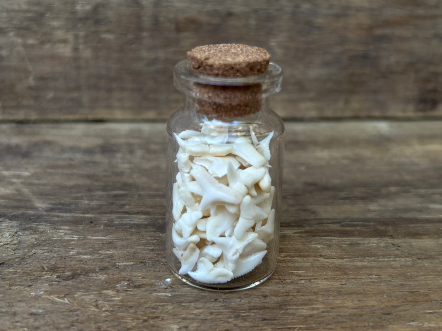 Vial of Blue Shark Teeth