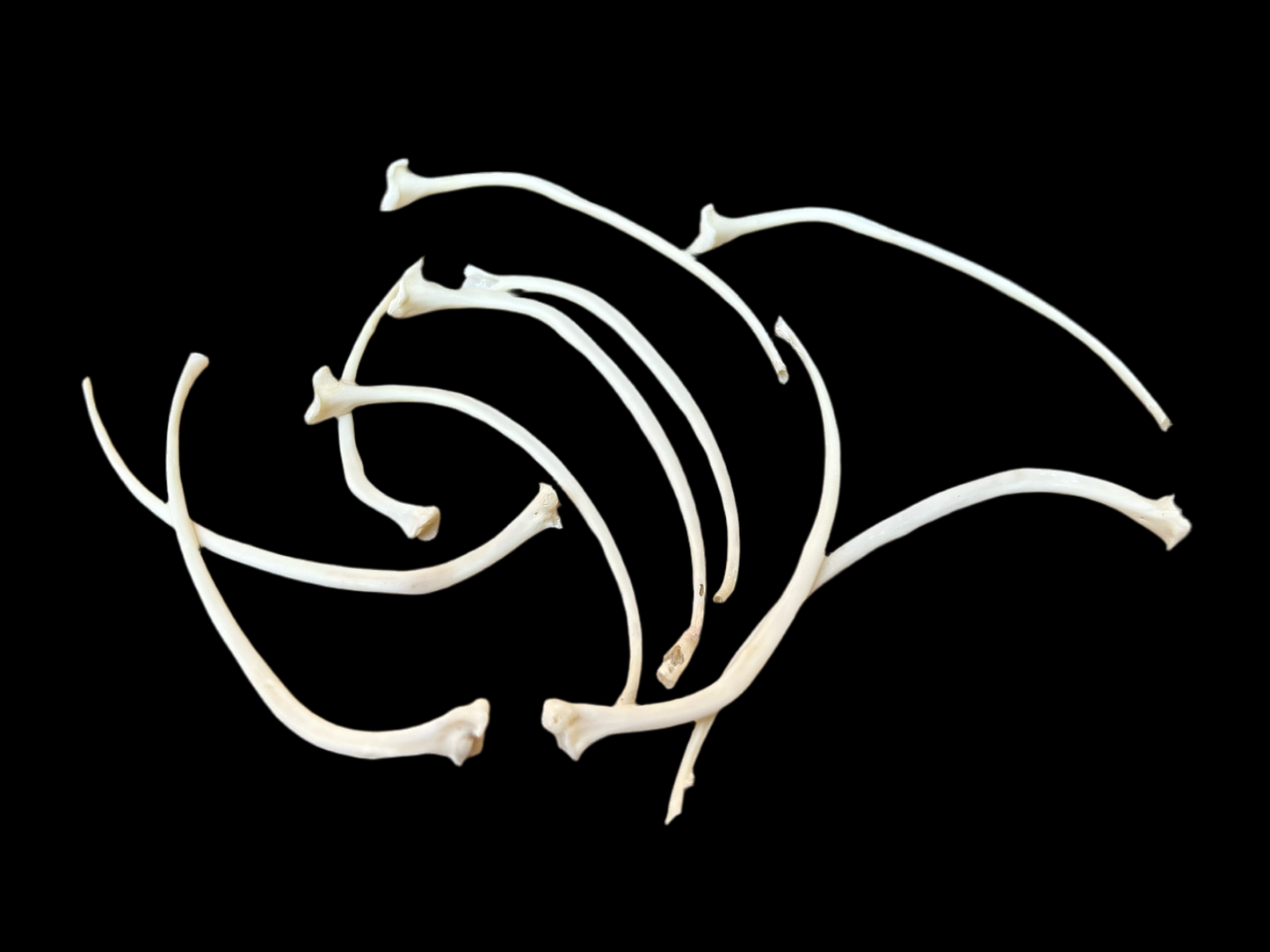 Boa Constrictor Rib Bones