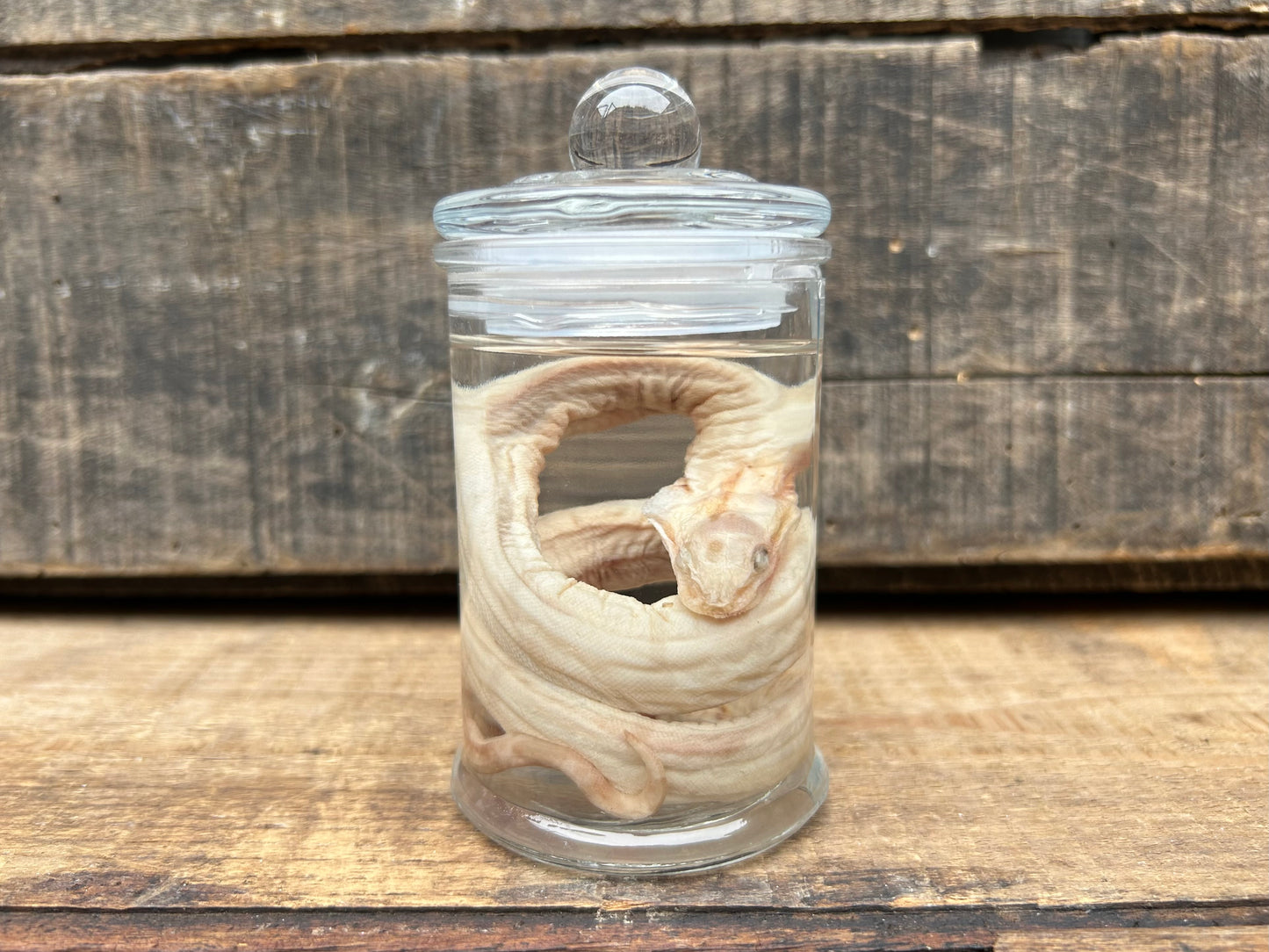 Fetal Boa Wet Specimen