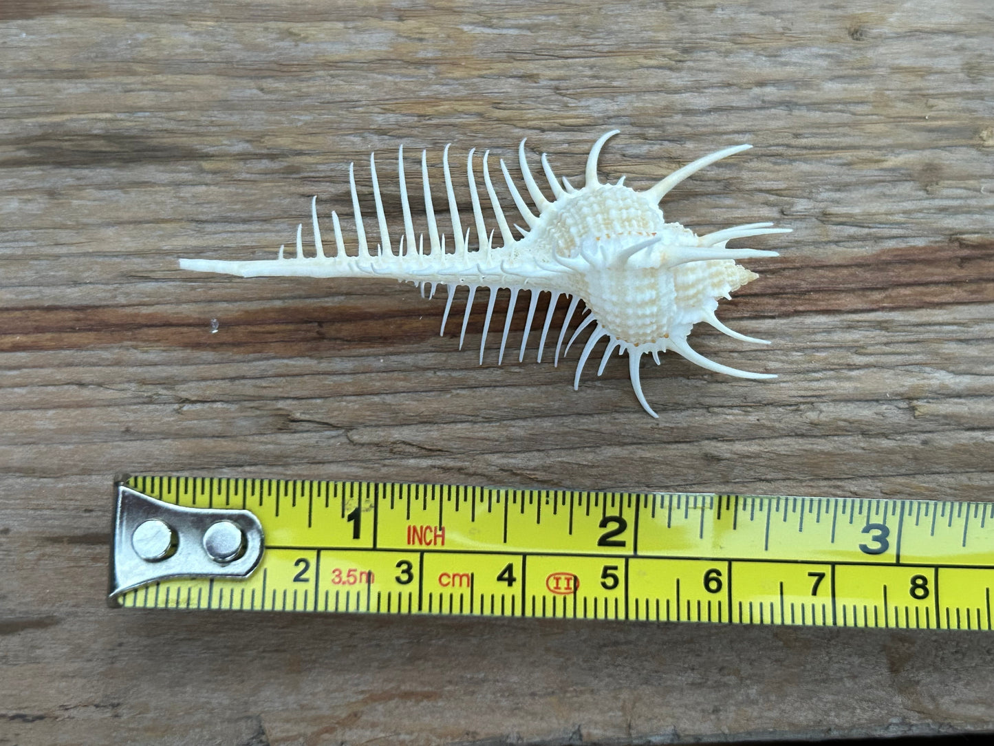 Venus Comb