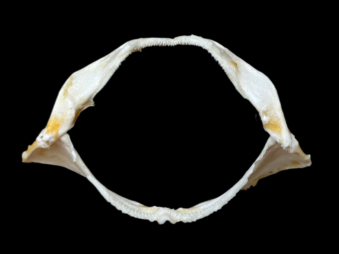Catshark Jaw
