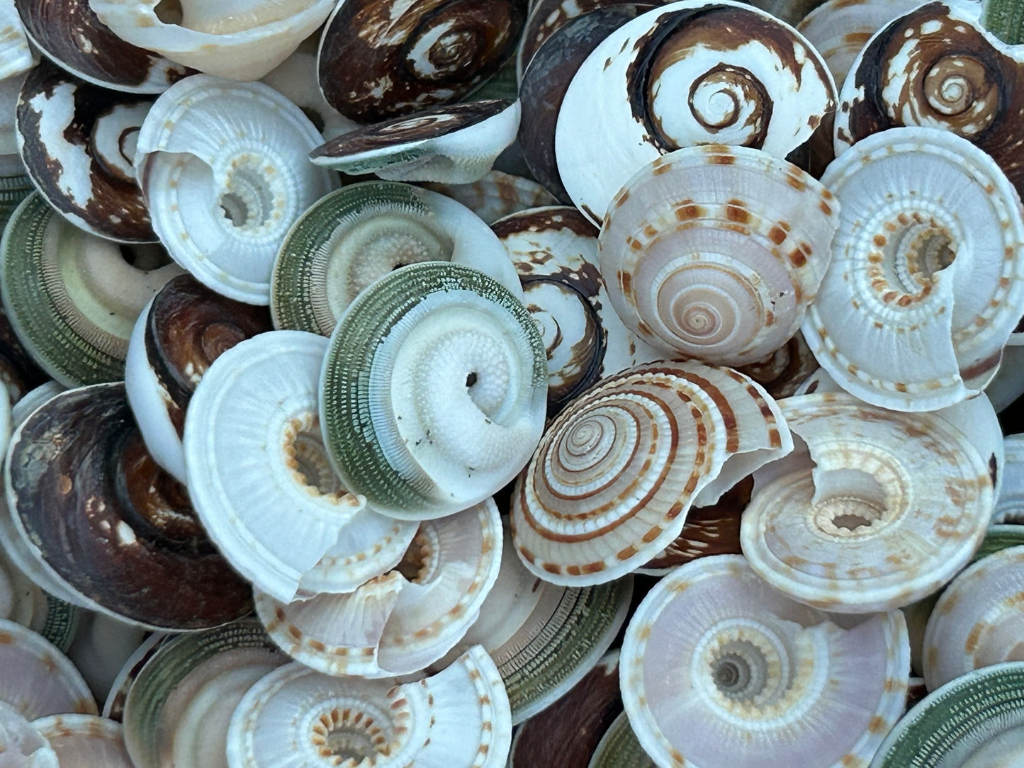 Operculum