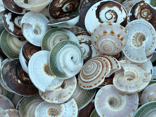Operculum