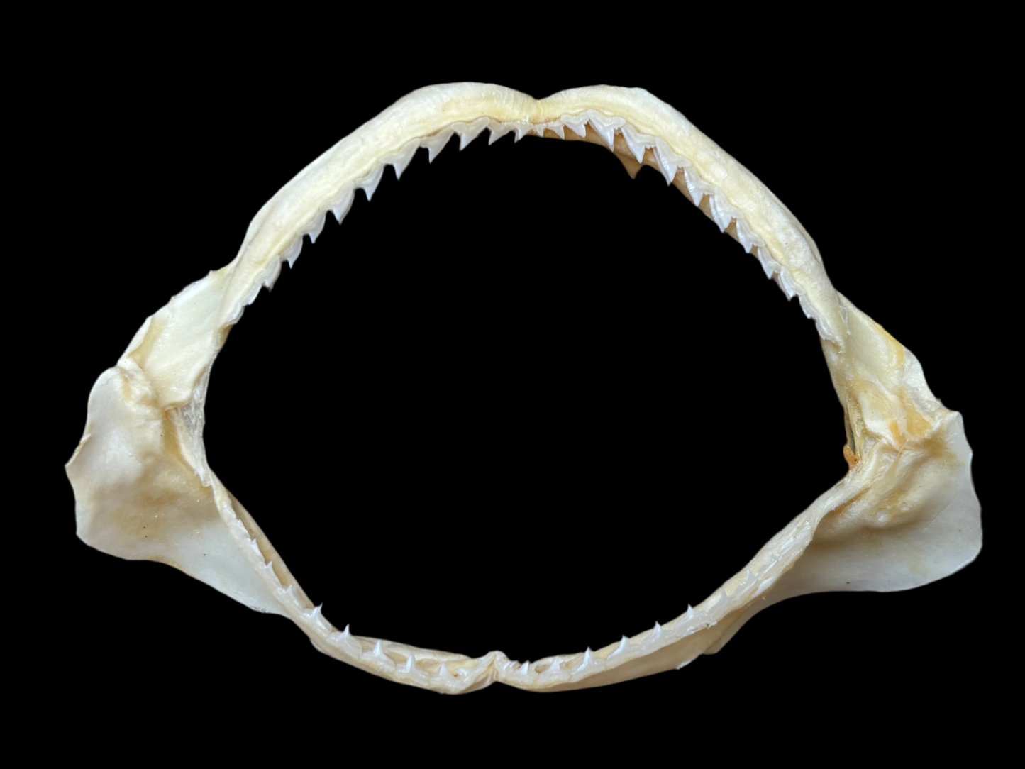 Spot-Tail Shark Jaw