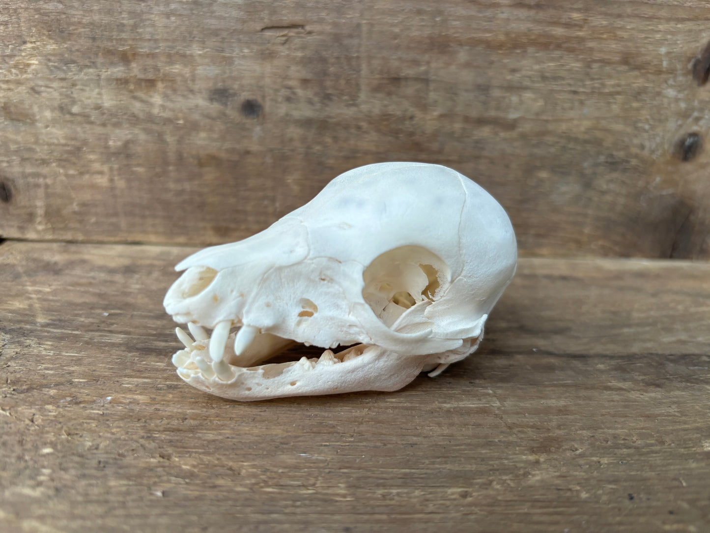 Fetal Pig Skull B Grade