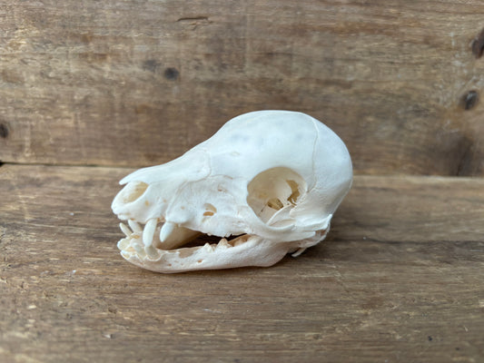 Fetal Pig Skull B Grade