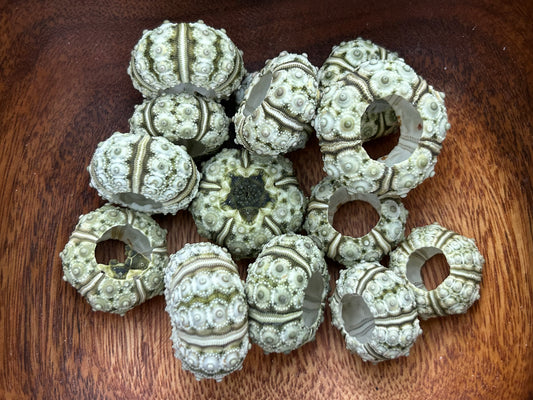 Green Knobby Sea Urchin