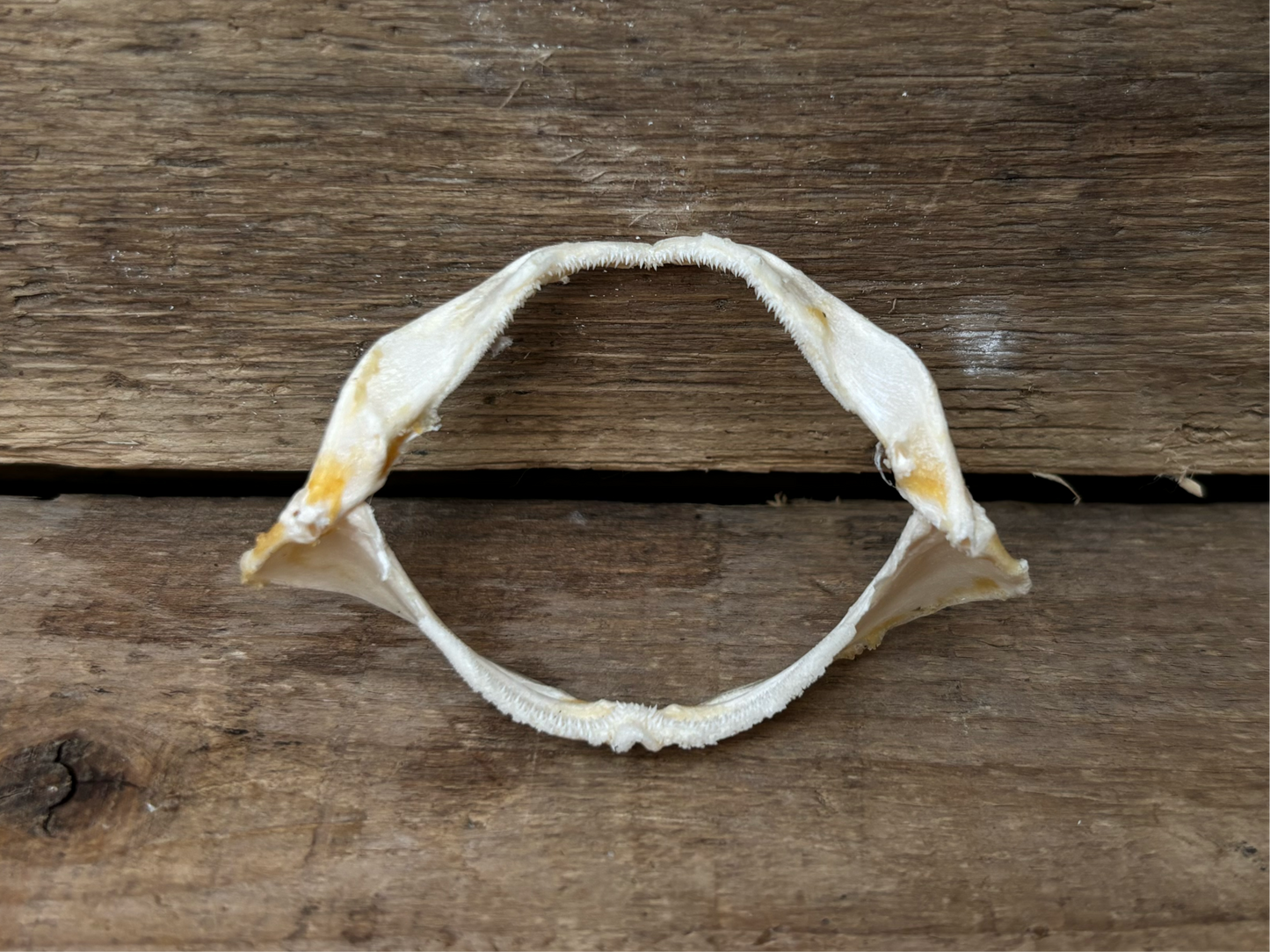 Catshark Jaw