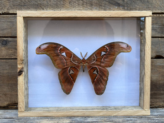 Framed Atlas Moth (Male)