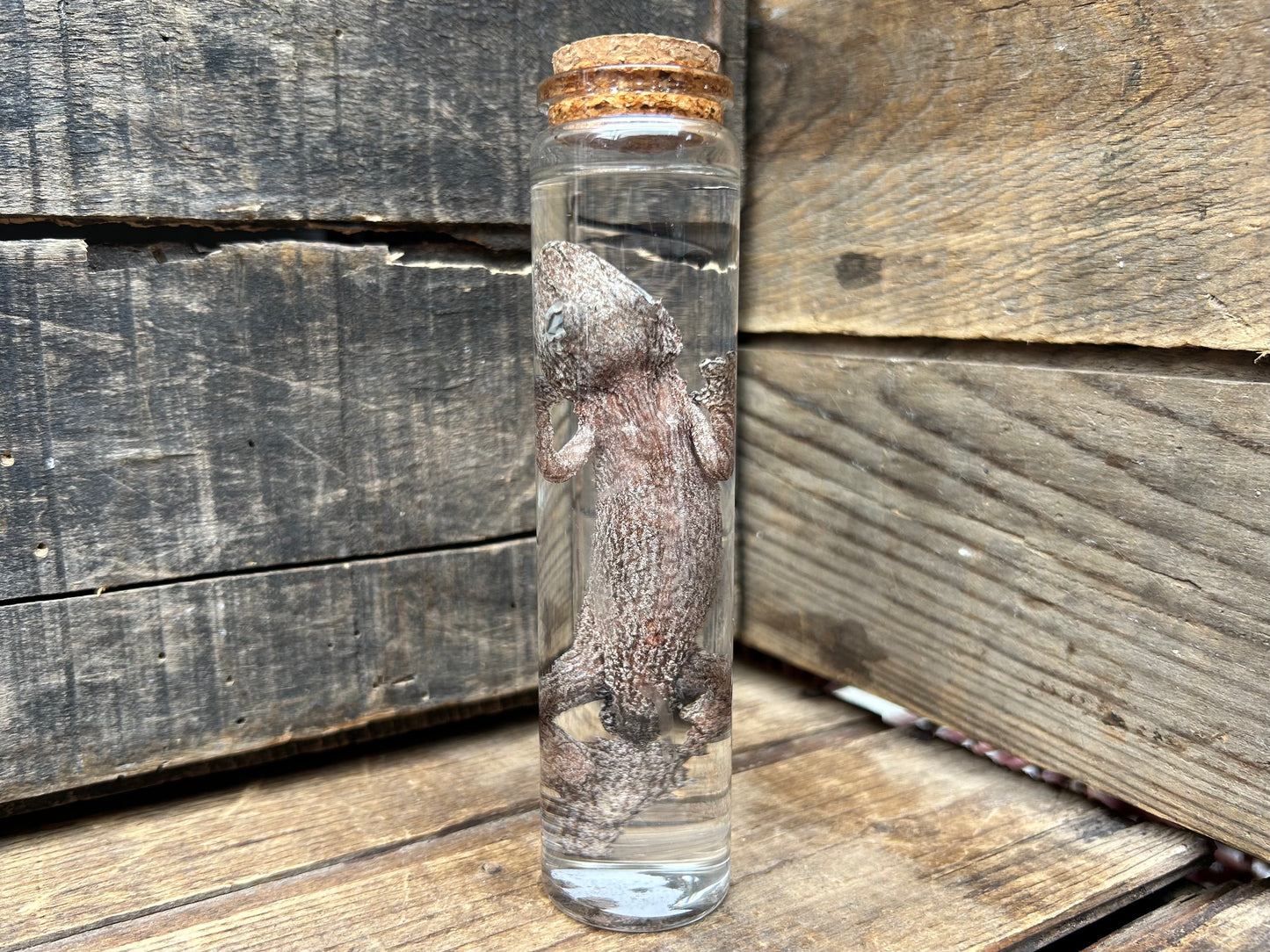 Leaf-Tailed Gecko Wet Specimen