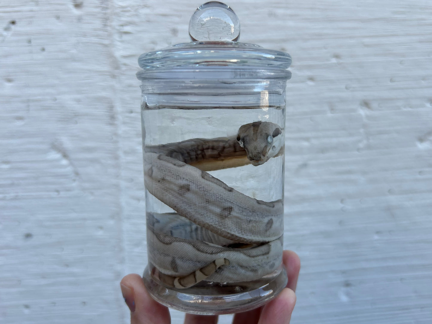 Fetal Boa Wet Specimen