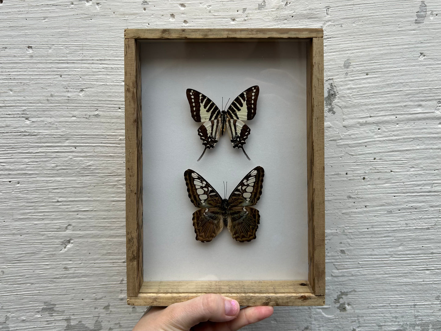 Framed Butterflies