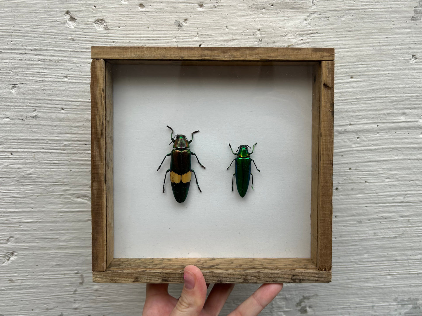 Framed Jewel Beetles