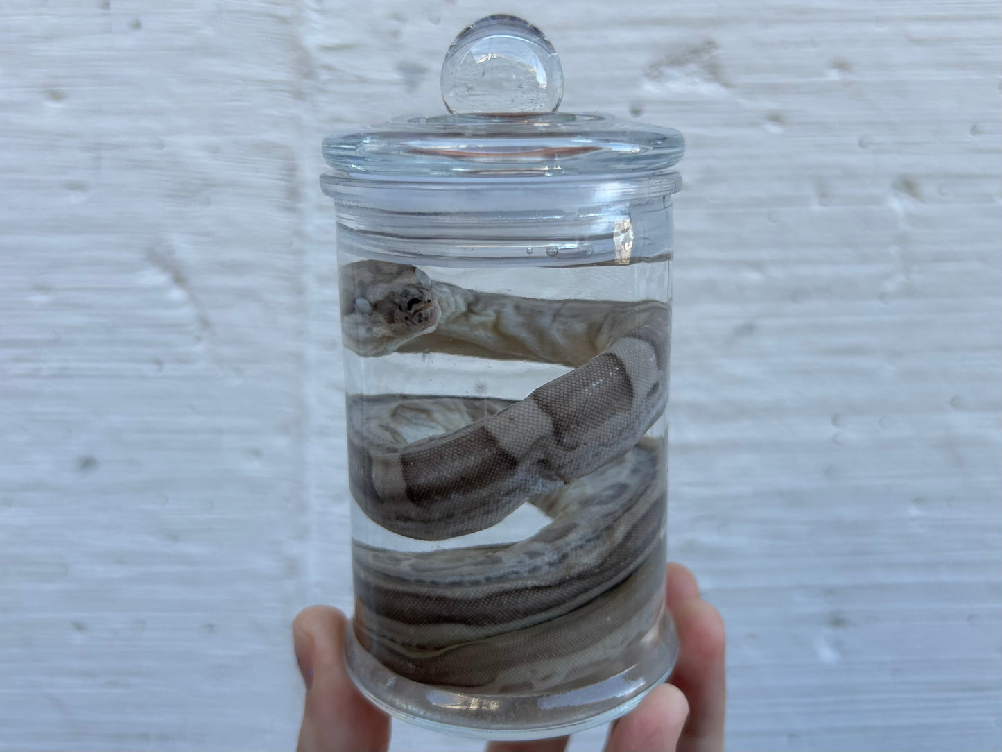 Fetal Boa Wet Specimen