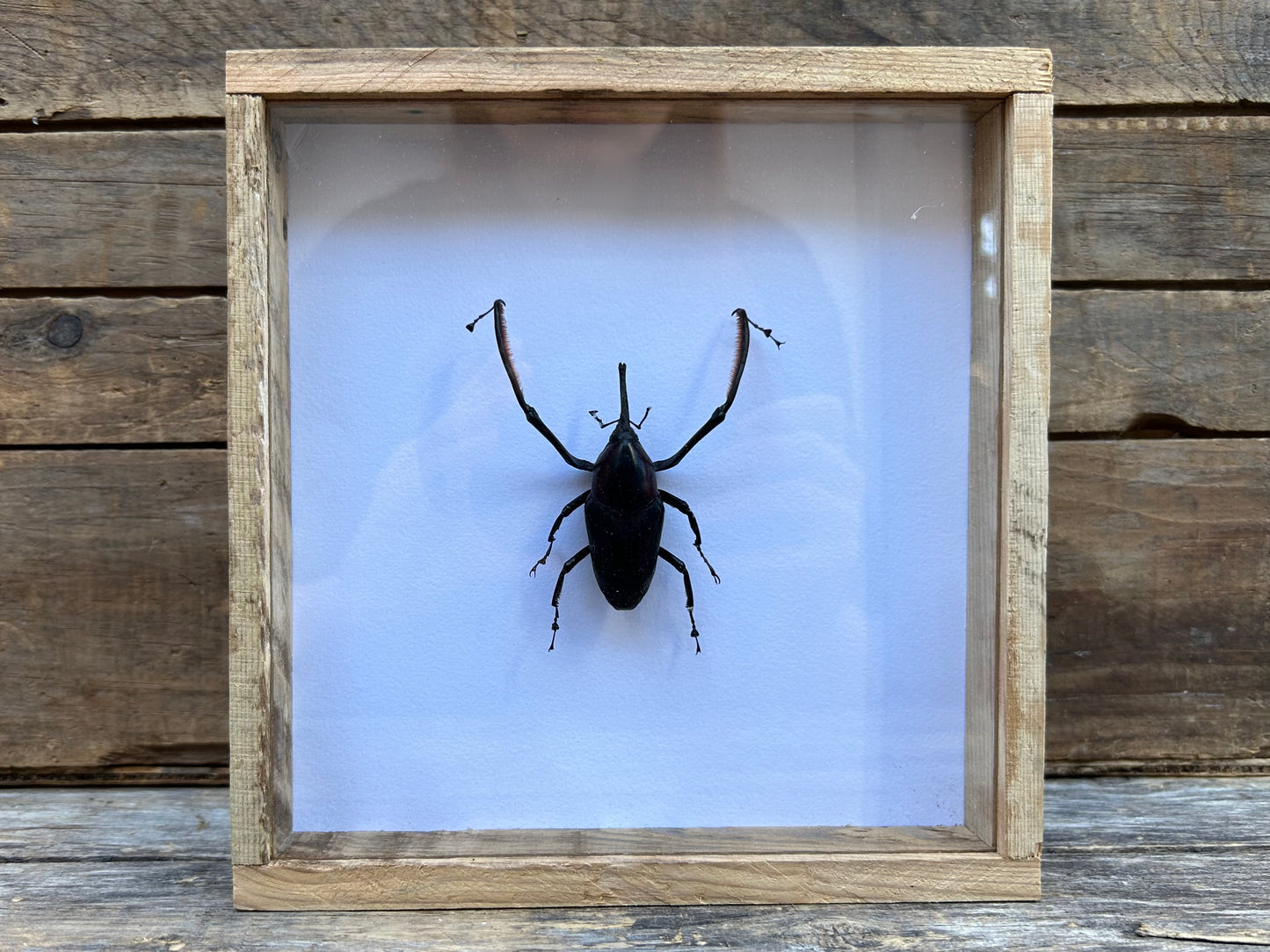 Framed Weevil