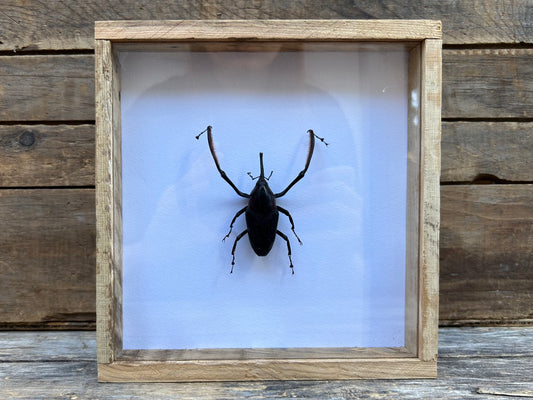 Framed Weevil