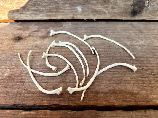 Boa Constrictor Rib Bones