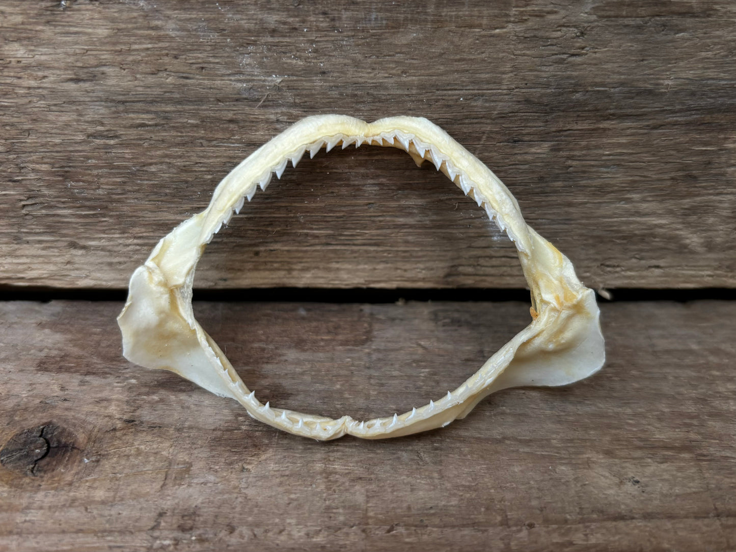 Spot-Tail Shark Jaw