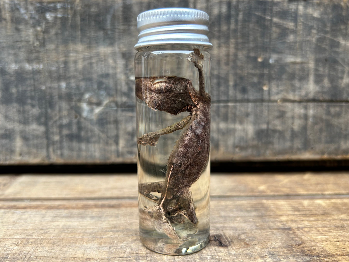 Leaf-Tailed Gecko Wet Specimen